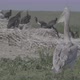 Young Dalmatian Pelican or Pelecanus Crispus in a Wild - VideoHive Item for Sale