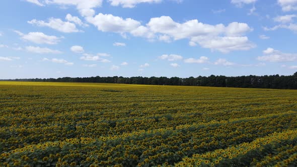 Field with Sunflowers in Summer Aerial View