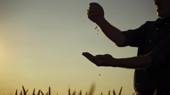 Silhouette of a farmer with grains at sunset