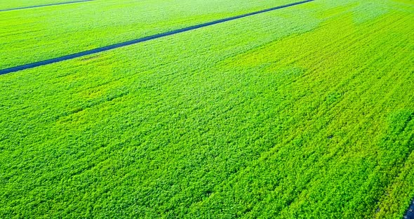 Juicy Vegetable Beds Surrounded By Narrow Irrigation Canals