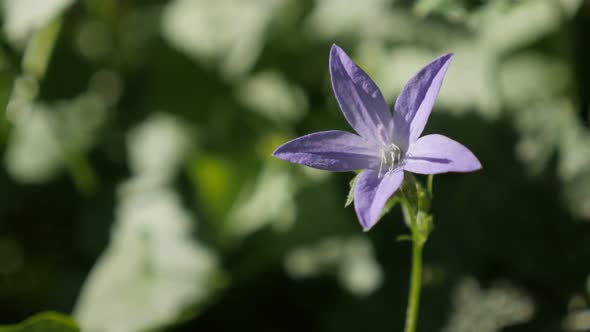 Tiny Serbian Bellflower  Blue Waterfall close-up 4K 2160p 30fps UltraHD footage - Purple Campanula p