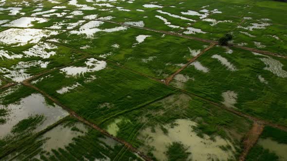 Fly over green paddy with with reflection sun light