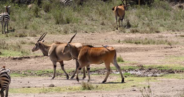 Cape Eland, taurotragus oryx, Nairobi Park in Kenya, Masai Mara Park in Kenya, Real Time 4K