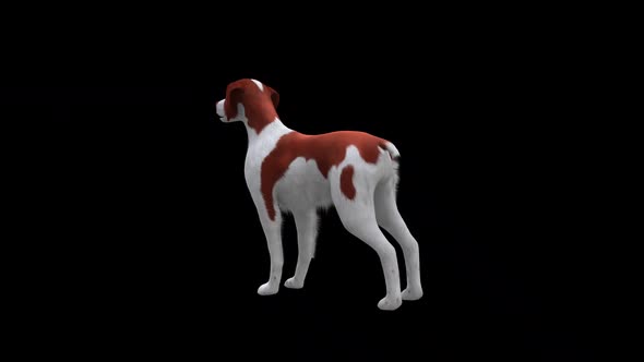 Brittany Dog İdle Back Side View
