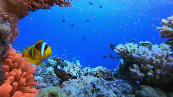 Tropical Clownfish Red Anemone