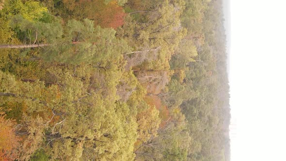 Vertical Video Autumn Forest with Trees in Ukraine Slow Motion