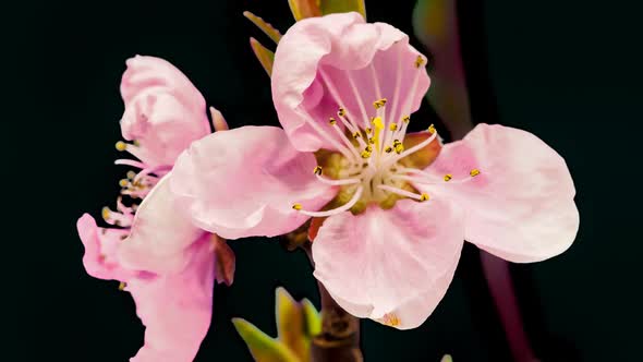 Peach Flower Cut Out 2