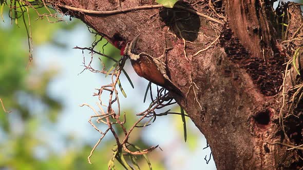 Black-rumped flameback in Bardia national park, Nepal