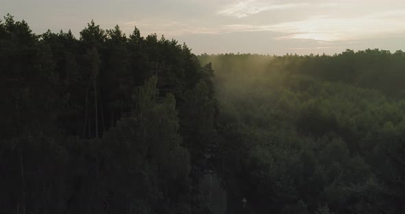 Morning fog in the woods, flying over the trees