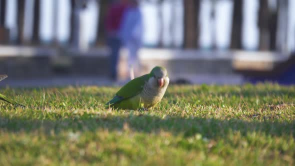 Monk parakeet eating on grass in Spain where the birds are considered as a plague.