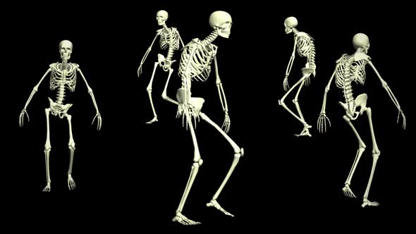 Skeletons 3D Animation