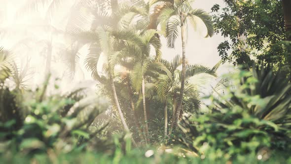 Tropical Garden with Palm Trees in Sun Rays