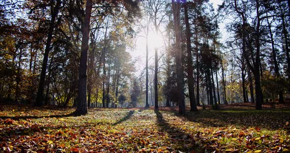 Serene Autumn Forest Landscape with Autumnal Leaves Falling From Colorful Maple Trees at Daytime