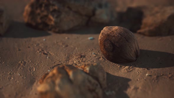 Brown Coconut on the Beach Sand