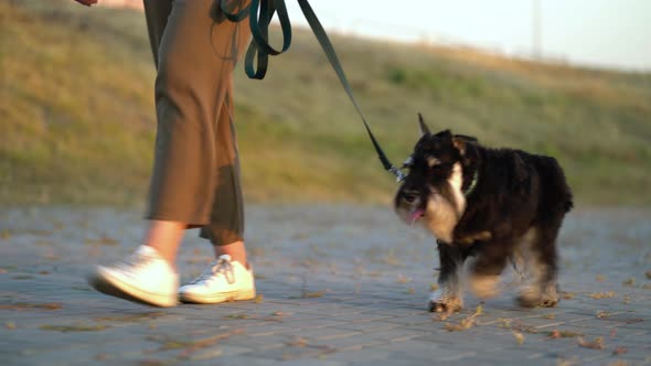 Girl Walking Zwergschnauzer Down the Street