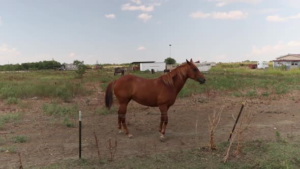 Horse eating along a country road and notices viewer watching him.