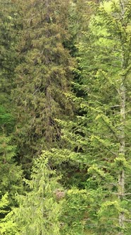 Aerial View of Trees in the Forest