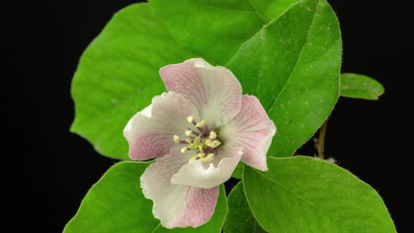 Quince Blossom on Black