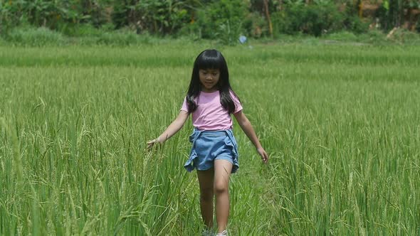 Asian Little Girl Walking In Rice Field and Touching Rice