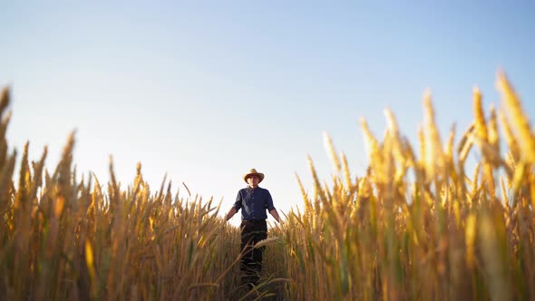 Elderly man in the wheat field