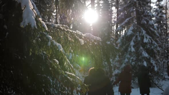 A Group of Friends Slowly Walks Along a Winter Forest Trail