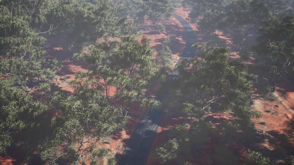 Aerial Shot of Road Snaking Through Green Trees