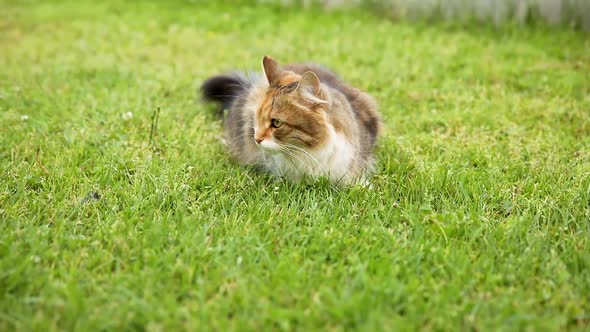 Arrogant Shorthaired Domestic Funny Tabby Cat Sneaks Through Fresh Green Grass Meadow Background