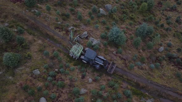 Laborers loading harvested Christmas trees on tractor; overhead aerial