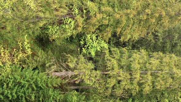 Vertical Video Aerial View of Trees in the Forest