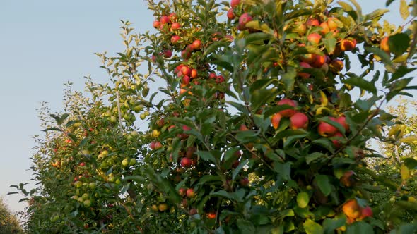 Apple Garden