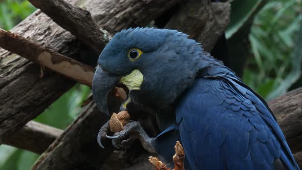 Lear's macaw (Anodorhynchus leari), also known as the indigo macaw