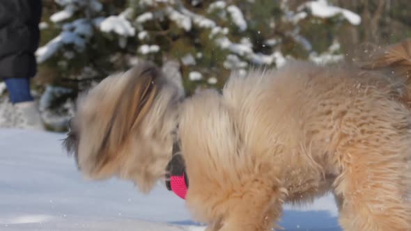 Funny Furry Dog with Pink Collar Shakes Standing on Snow