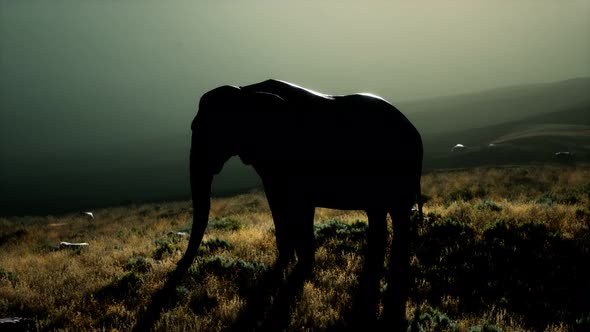 Old African Elephant Walking in Savannah Against Sunset