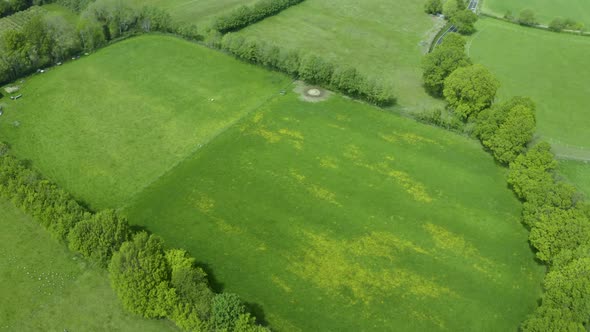 Aerial view above green clean farm meadow patchwork countryside landscape tilting up into the distan