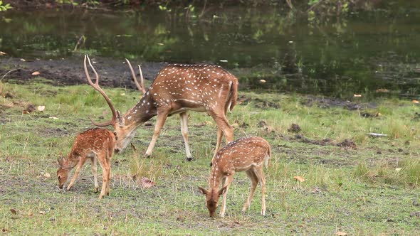 The Cheetal Deer feed on the Green Grass near water during the summer months in the Jungle called Ka