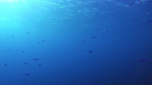 Fish swimming below the surface of blue ocean.