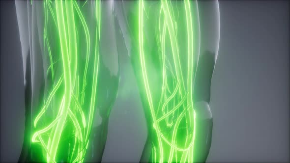 Blood Vessels of Human Body alt