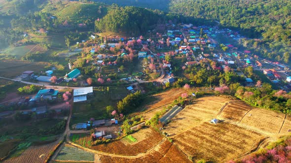 Aerial view of the village on the hill, Wild Himalayan Cherry (Prunus cerasoides) tree