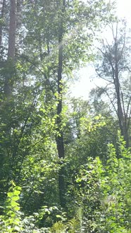 Vertical Video of Summer Forest By Day
