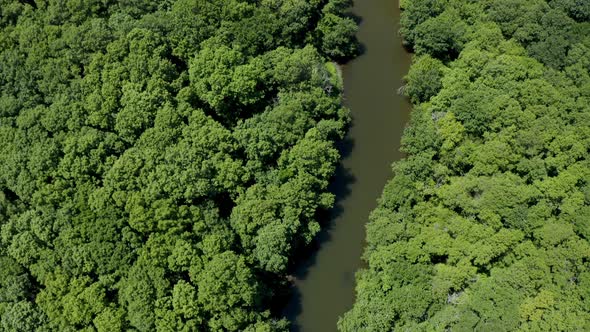 Drone flight above a river in green forest