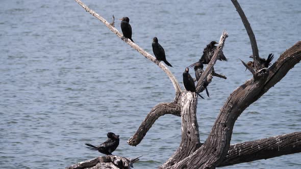 Group of cormorants on a tree 