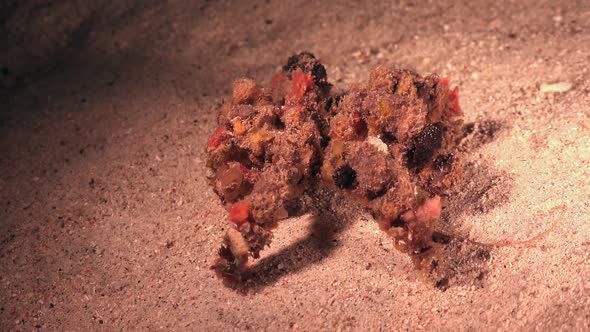 Decorator crab walking over sand at night