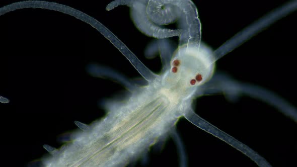 Worm family Syllidae under a microscope, Polychaeta class