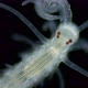 Worm family Syllidae under a microscope, Polychaeta class - VideoHive Item for Sale