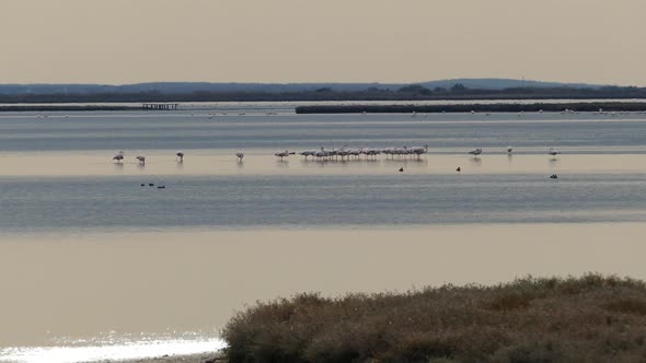 Group flamingos at lake in Ethniko Ygrotopiko Parko Delta Evrou 