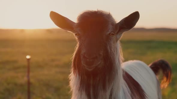 Portrait of a Thoroughbred Goat in a Meadow at Sunset