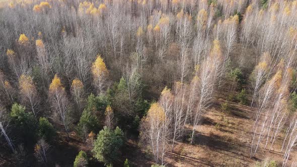 Forest with Trees in the Fall