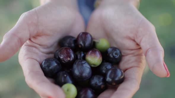 Ripe Black and Green Olives in Women's Palms