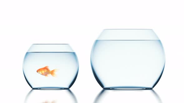 Goldfish Improves Living Conditions Jumping into a Bigger Fishbowl