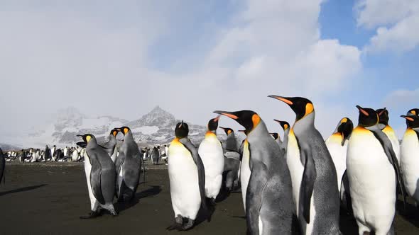 King Penguins on the Beach in South Georgia